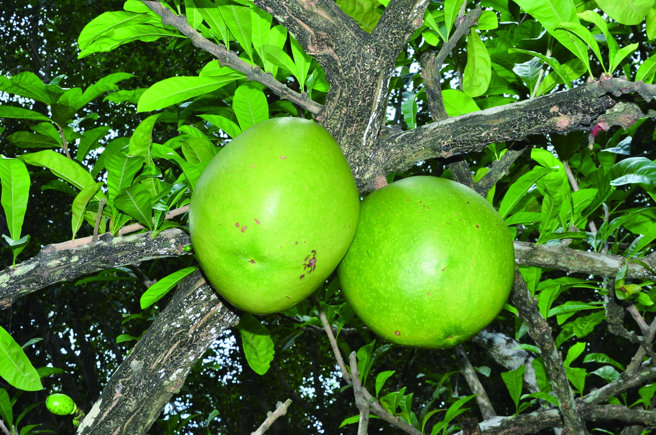 蒲瓜樹