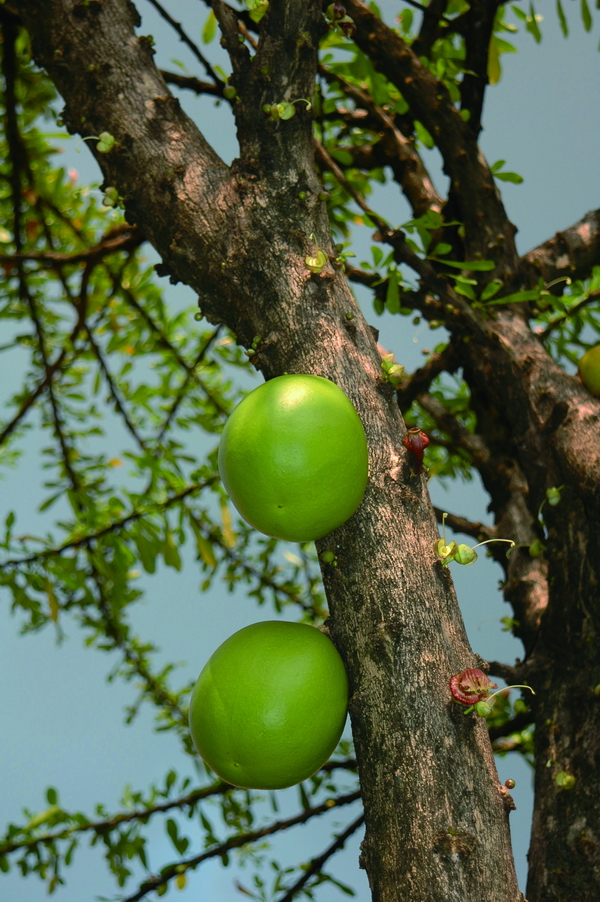蒲瓜樹 - 照片2