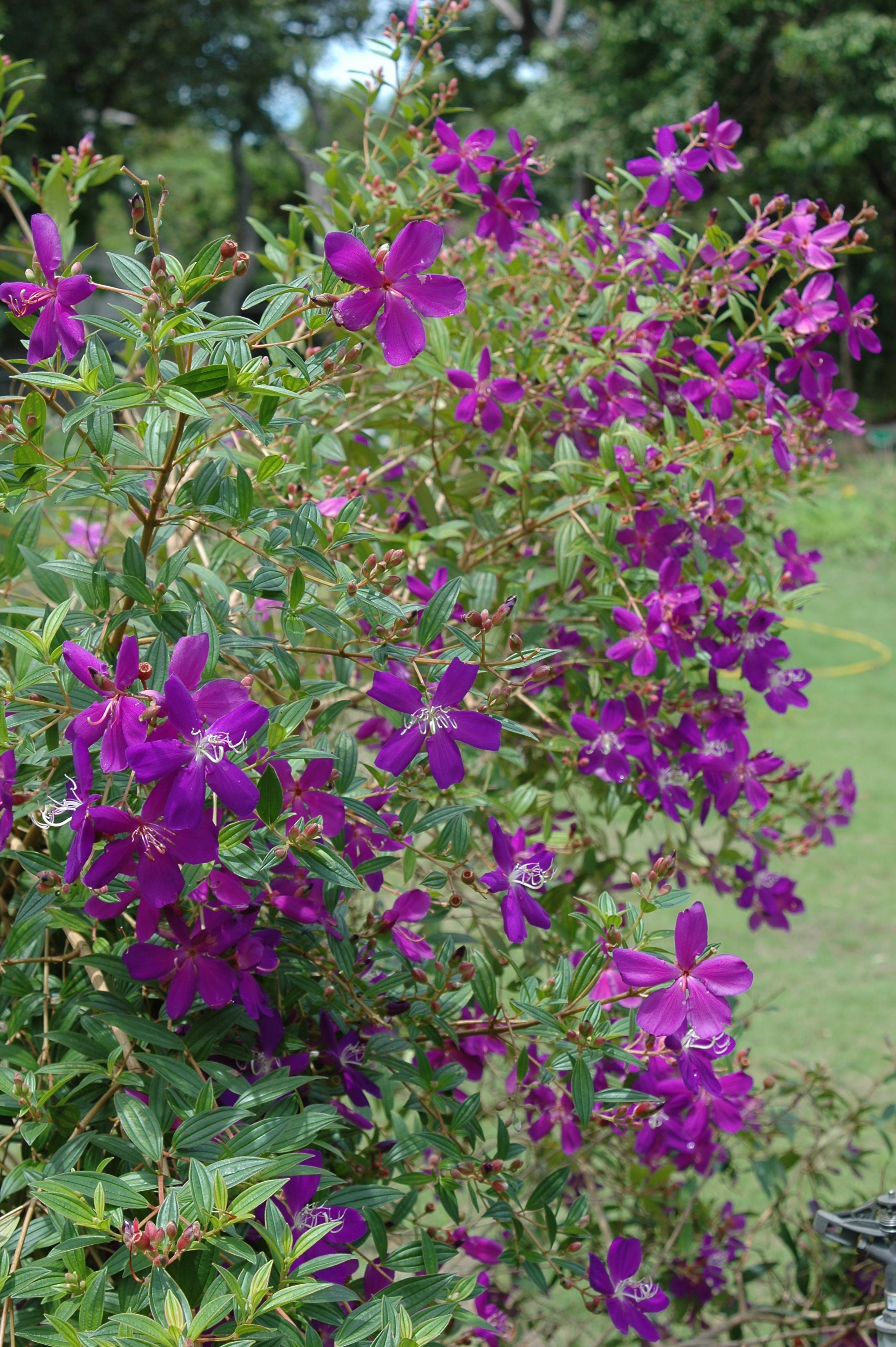 豔紫野牡丹 - 照片3