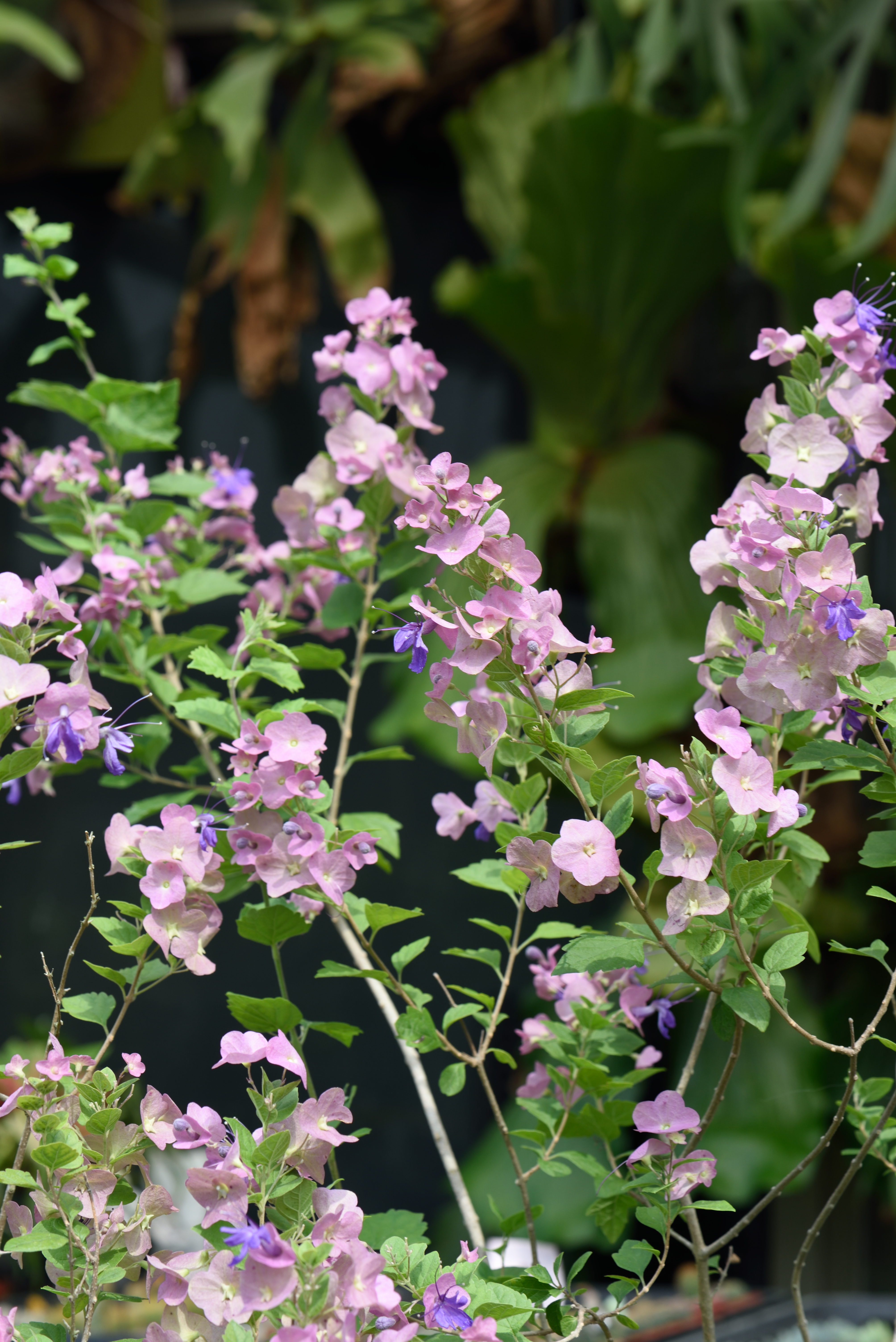 紫洋傘花 - 照片2