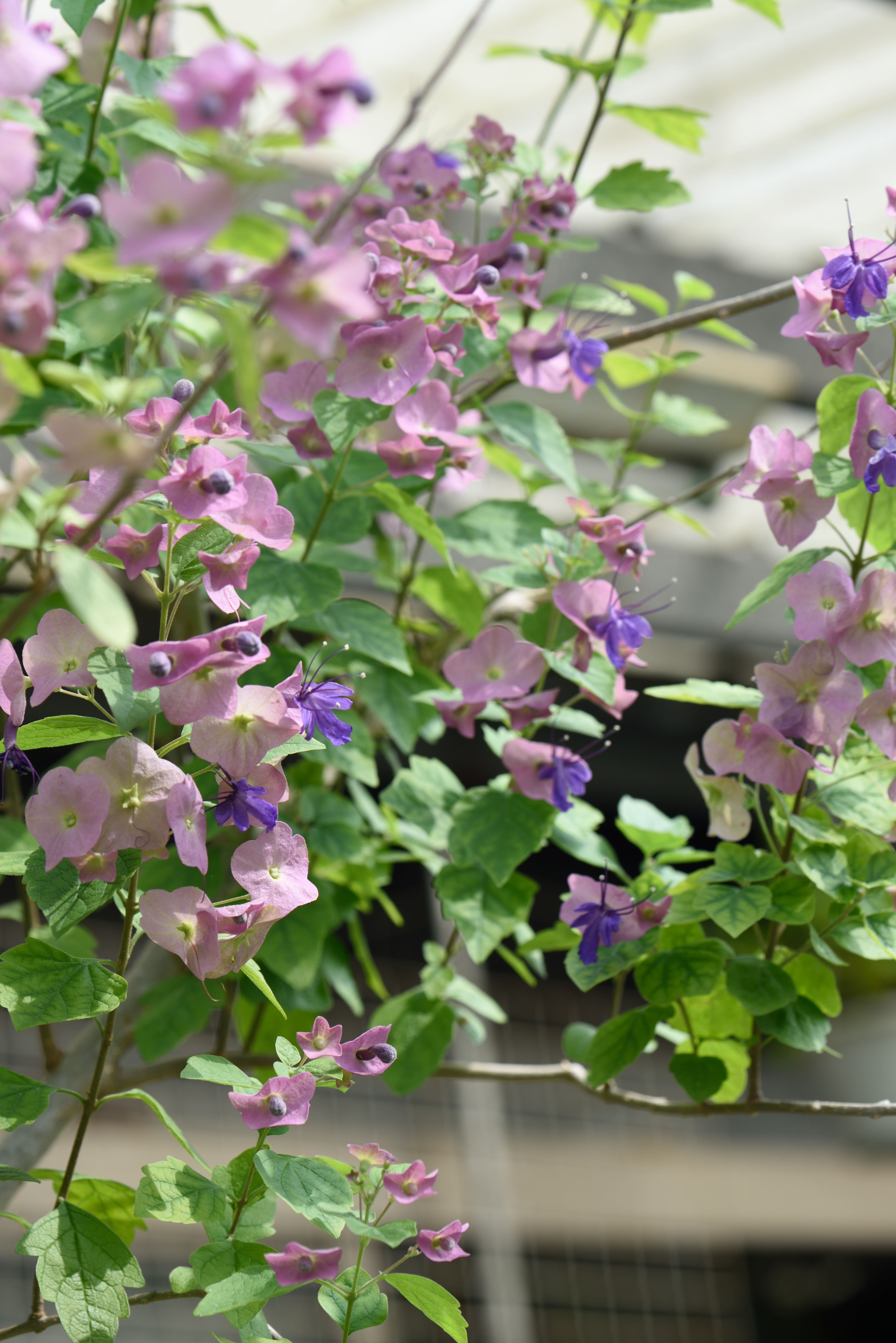紫洋傘花 - 照片3