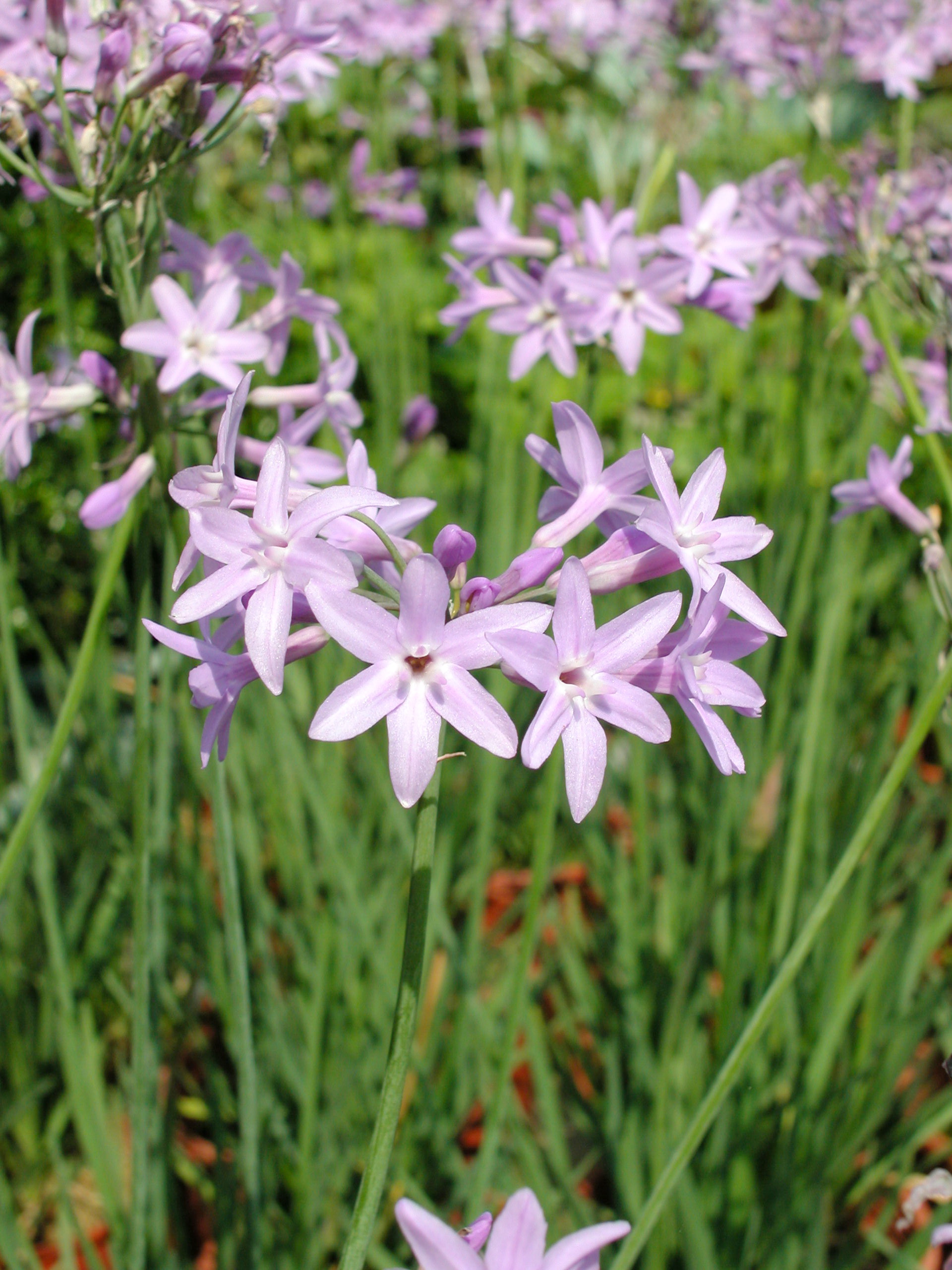紫嬌花 - 照片4
