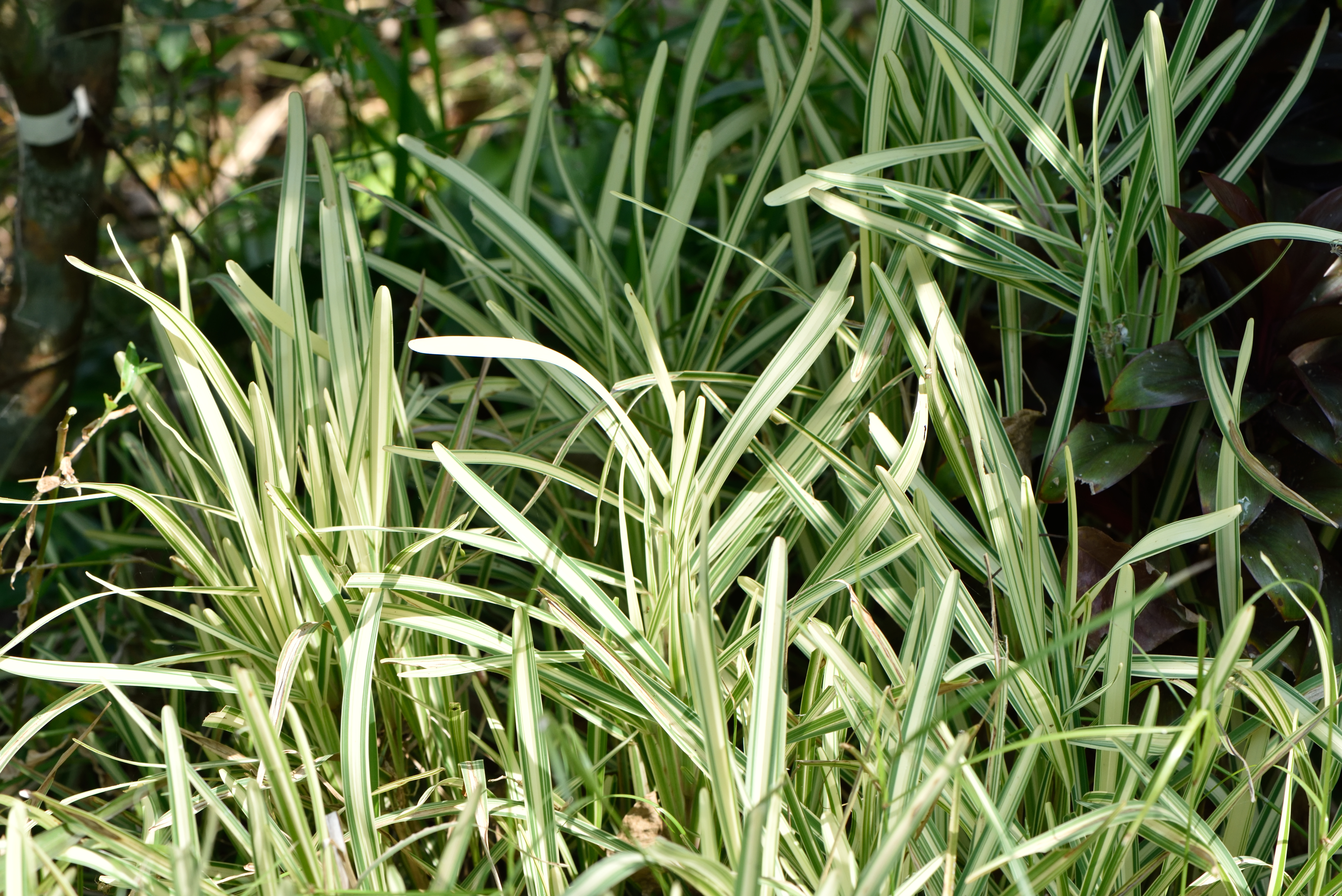 斑葉聖奧古斯汀草 - 照片3