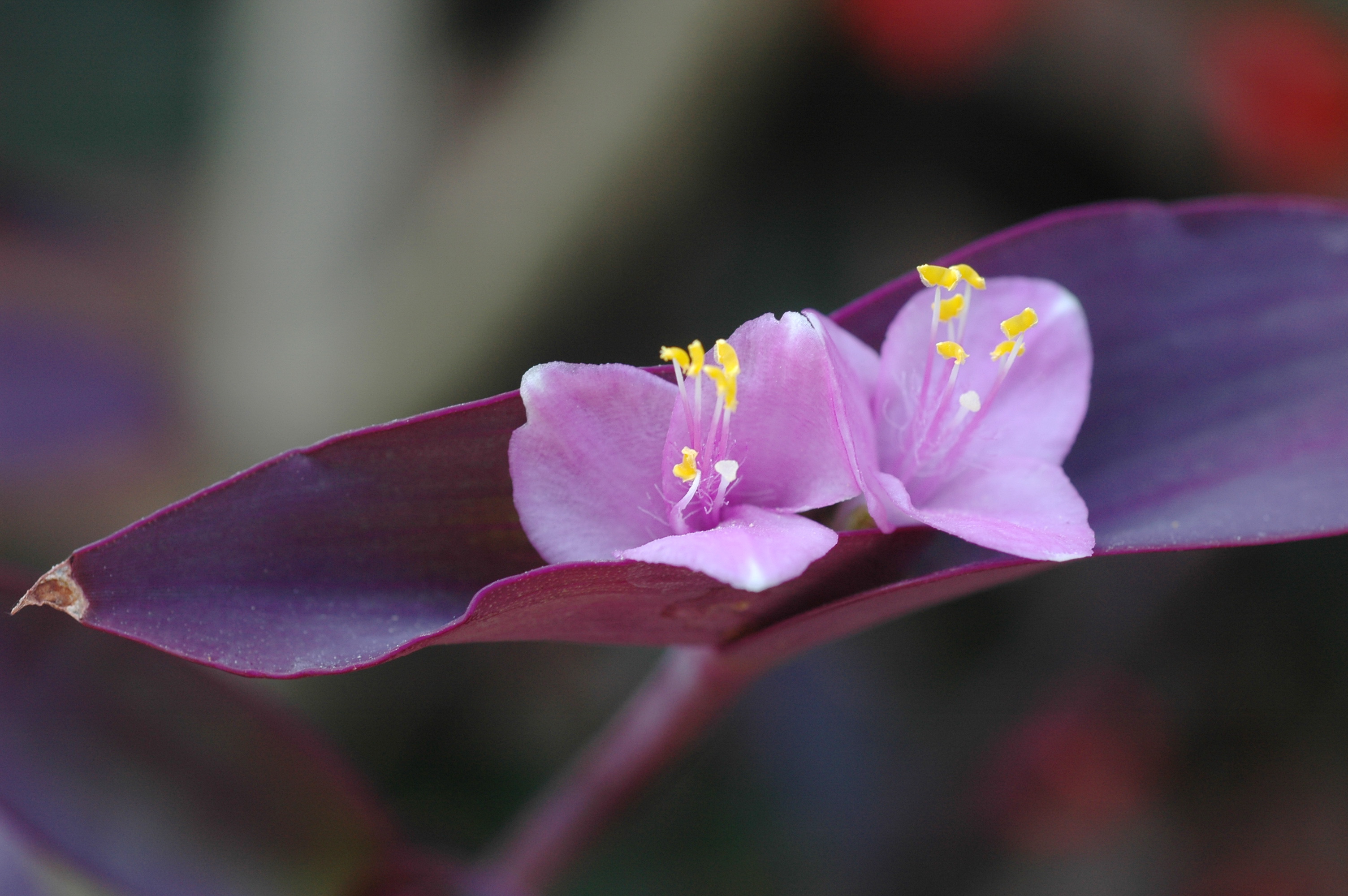 紫錦草 - 照片2