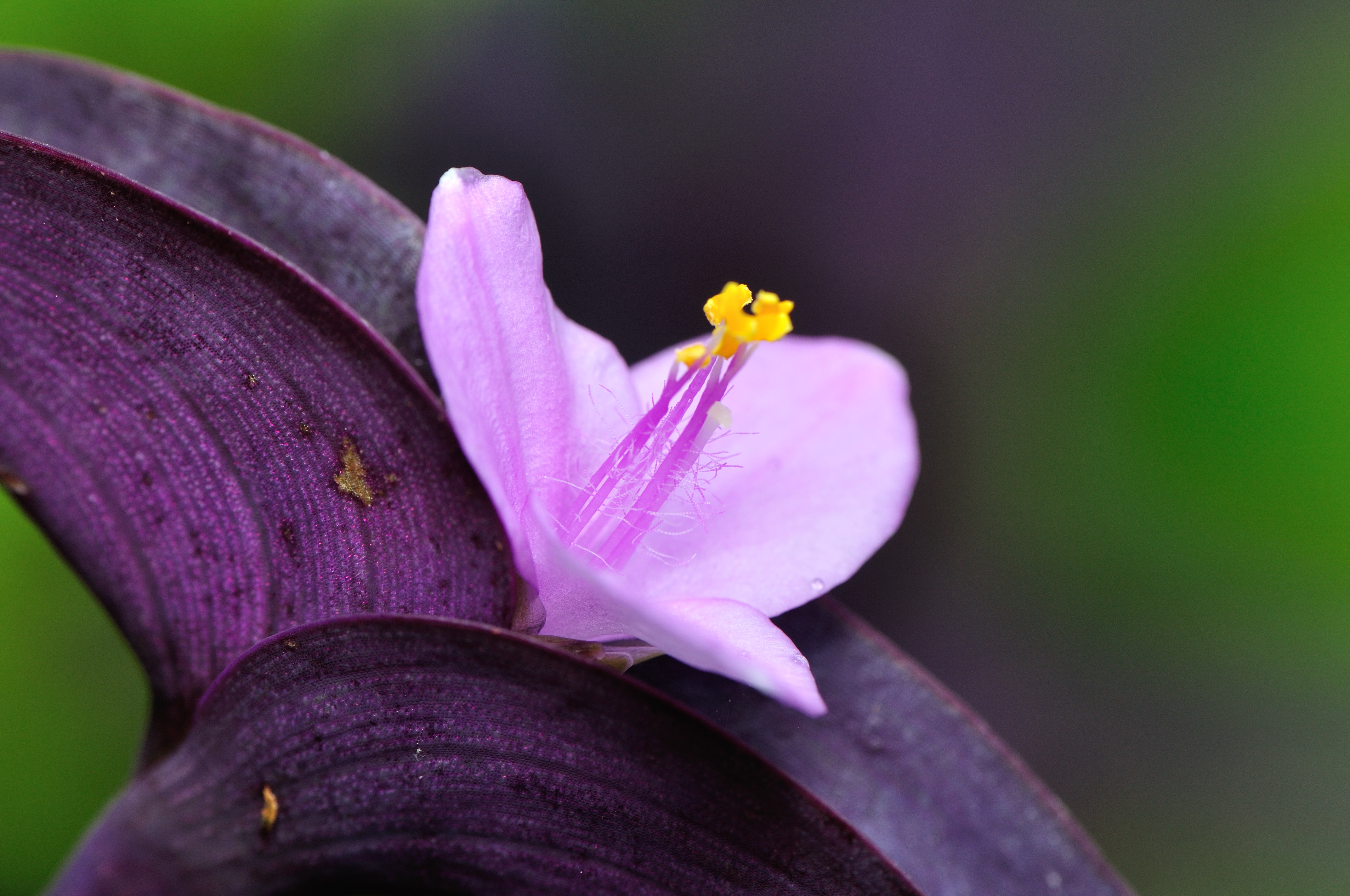 紫錦草 - 照片3