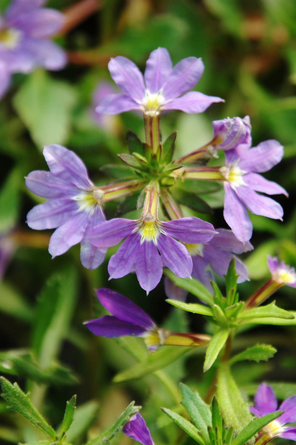 紫扇花 - 照片1