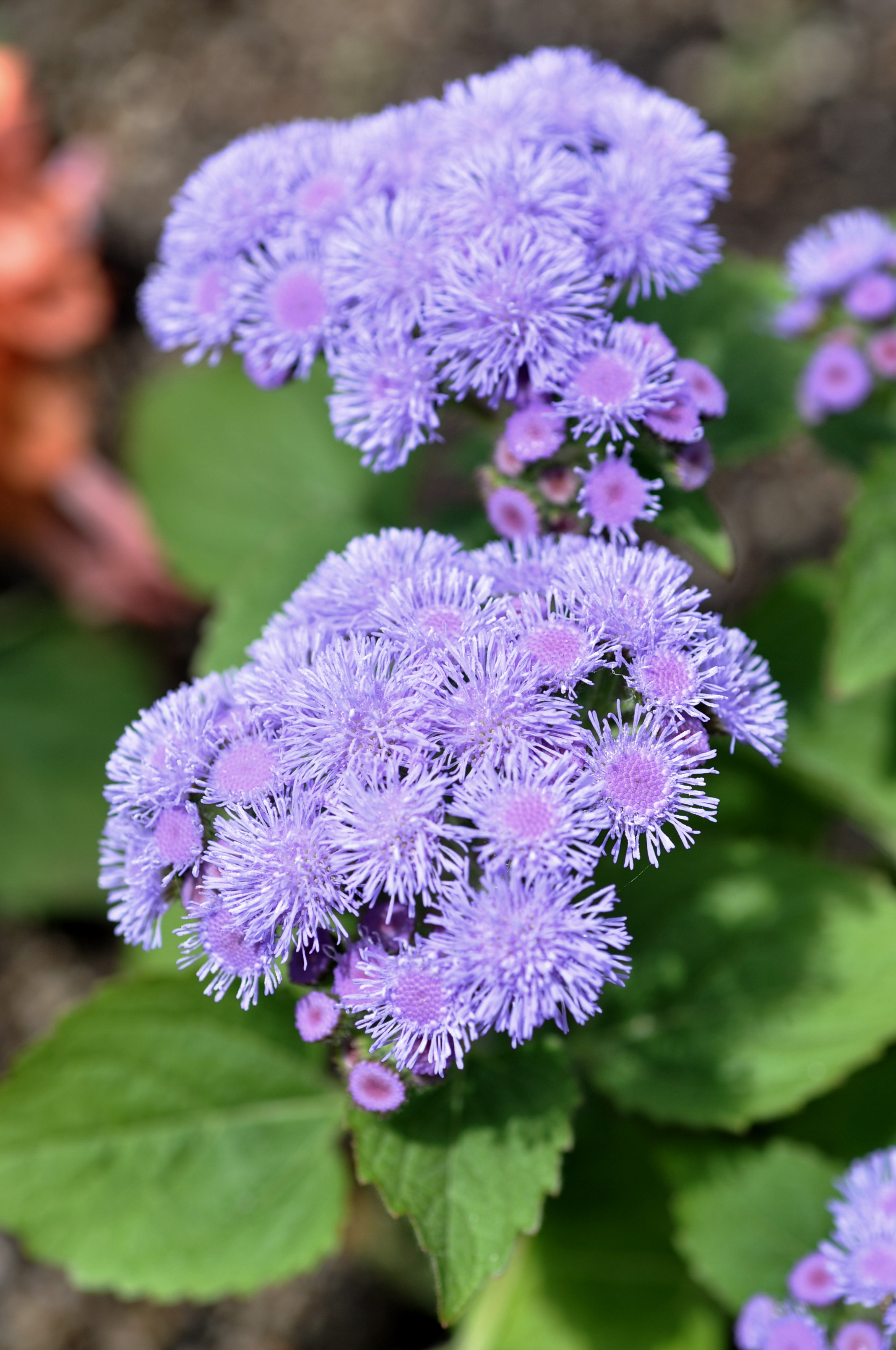 紫花藿香薊 - 照片1