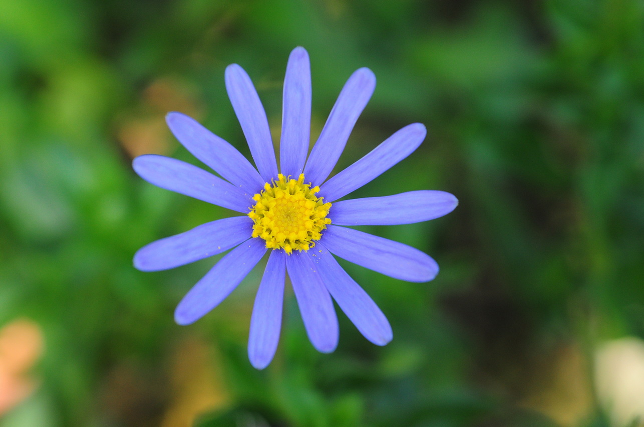 藍菊