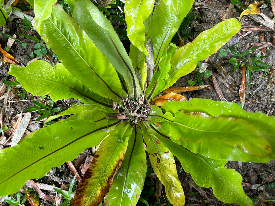 台灣山蘇