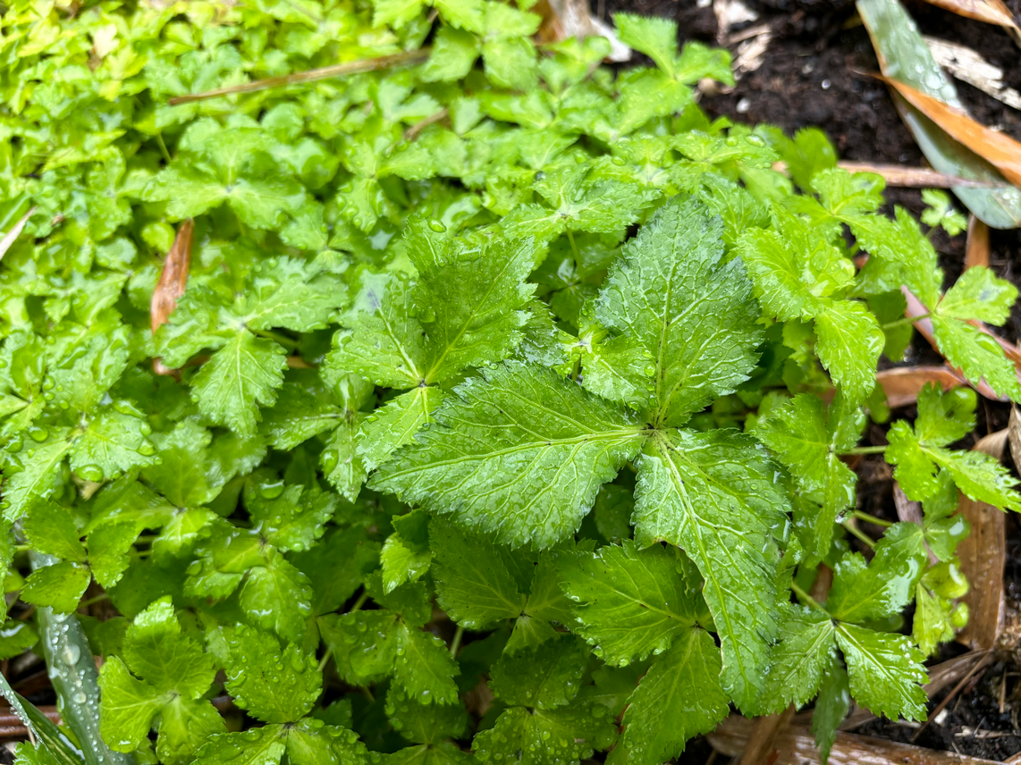 山芹菜