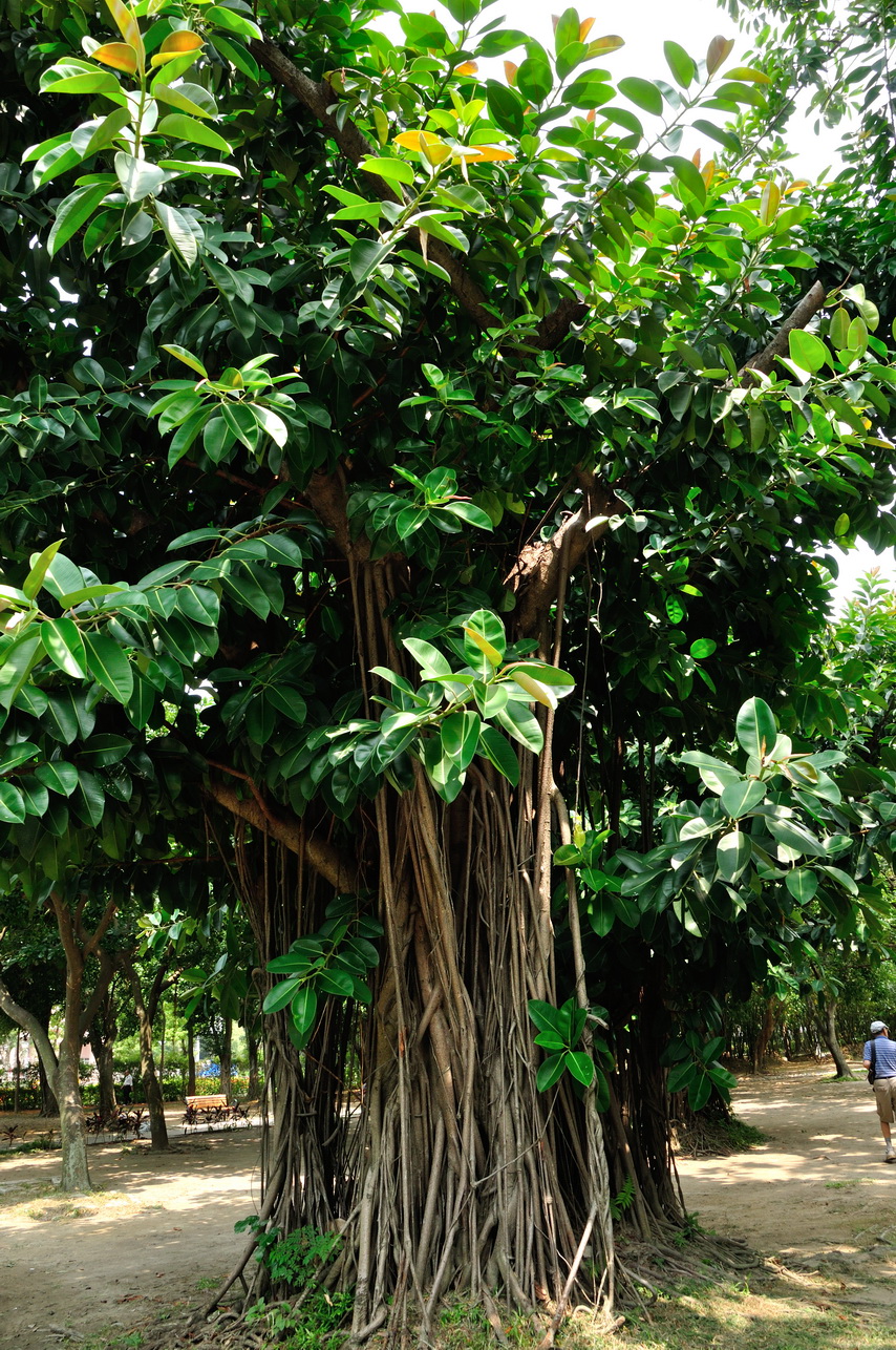 印度橡膠樹 - 照片4