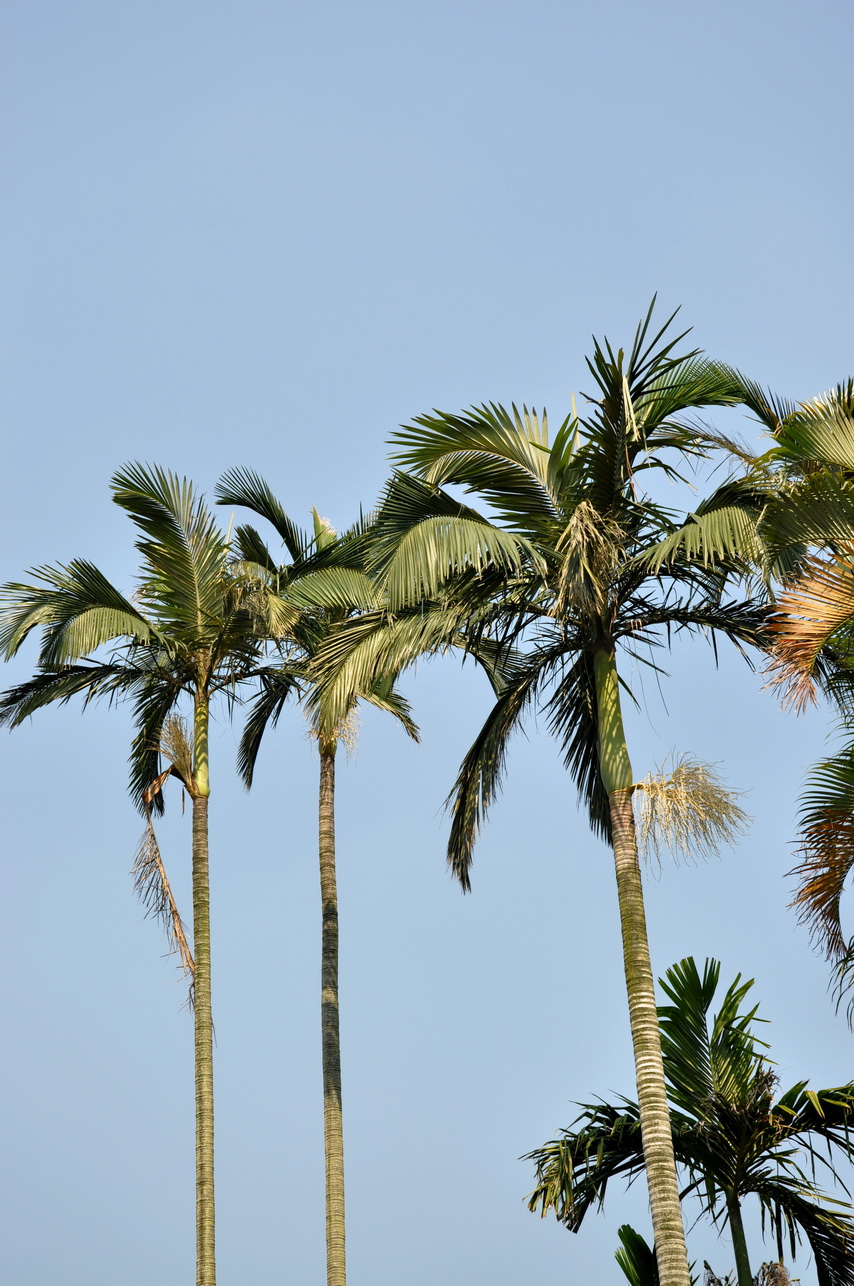 亞歷山大椰子 - 照片1
