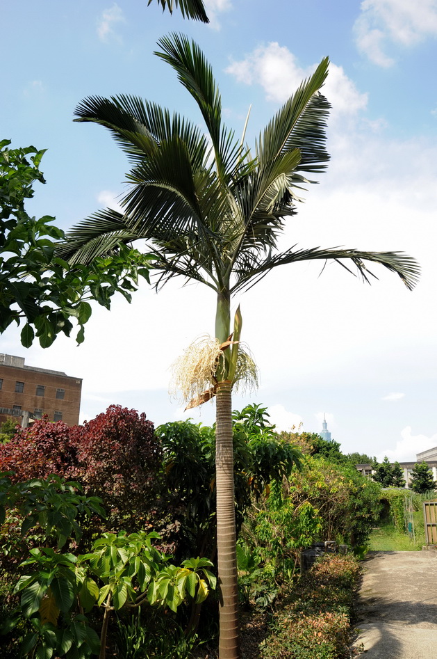 亞歷山大椰子 - 照片2